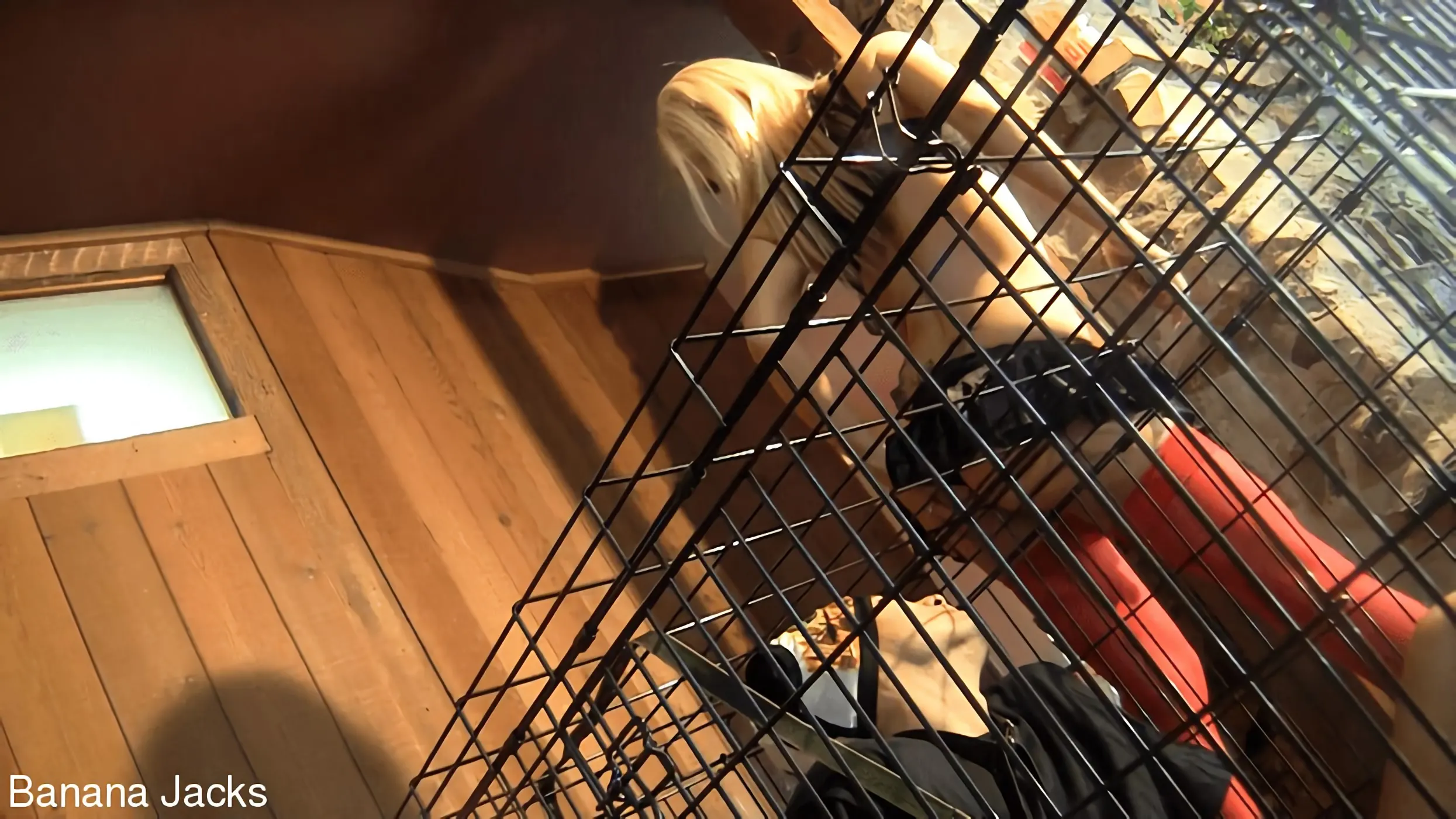 Kink Partners Gay 'Honeymoon In A Cage' starring Haley Cummings (Photo 14)